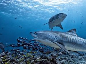 Alerta: dos ataques de tiburones en el mismo día en Florida