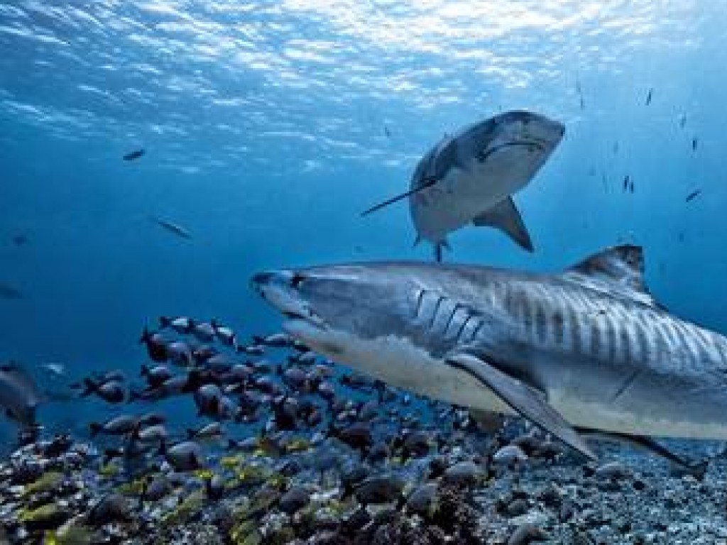 Alerta: dos ataques de tiburones en el mismo día en Florida