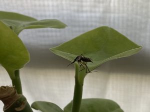 Desarrollan vacuna contra Chikungunya entre el IPN y las universidades de Oxford y Texas