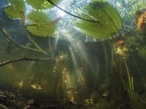 Hallan bosque de manglares, enorme y antiguo, oculto entre México y Guatemala