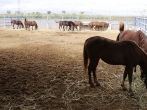 Birmex producirá suero equino hiperinmune para tratar Covid-19
