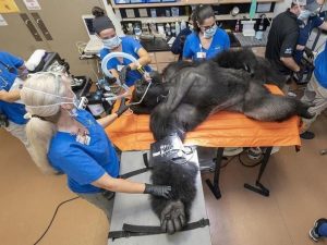 Gorila Barney del zoológico de Miami sometido a examen médico