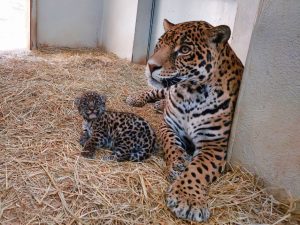 Nacen cachorros de jaguar en el Estado de México