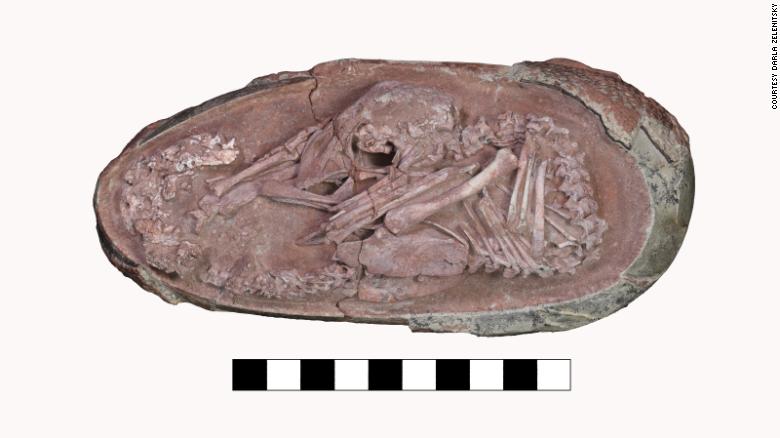 Descubren un dinosaurio bebé perfectamente conservado y acurrucado dentro de su huevo