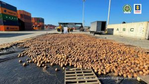 Colombia decomisa más de 19 mil cocos rellenos de cocaína líquida