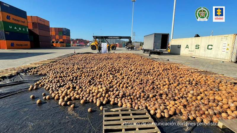 Colombia decomisa más de 19 mil cocos rellenos de cocaína líquida