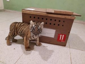 Un cachorro de tigre de bengala fue asegurado en el Aeropuerto de Mérida
