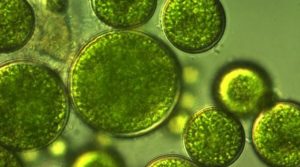 Microalgas, alternativa contra el cambio climático