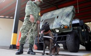 La Sedena publica convocatoria para adoptar perritos jubilados del Ejército Mexicano