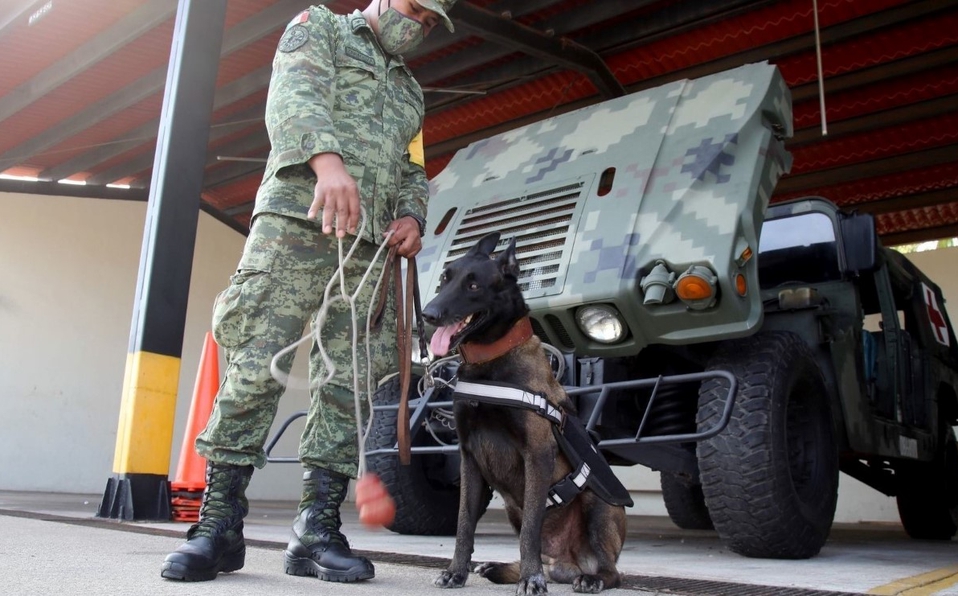 La Sedena publica convocatoria para adoptar perritos jubilados del Ejército Mexicano