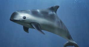 EE.UU. reclama a México escasa protección a la vaquita marina