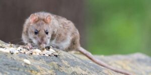 Plaga de ratas invade a un pueblo costero de Australia