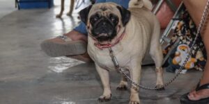 Exitosa jornada de esterilización; más de 100 mascotas fueron atendidas 