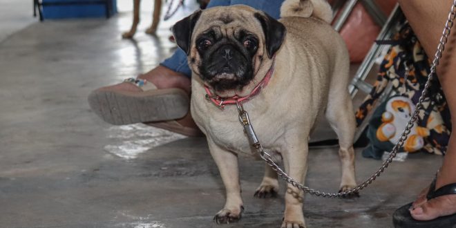 Exitosa jornada de esterilización; más de 100 mascotas fueron atendidas 