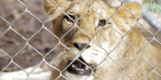 El parque Zoológico Animaya da la bienvenida a una pareja de leones