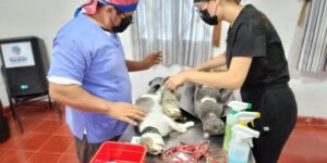 En Progreso invitan a cuidar la salud de las mascotas a través de la esterilización