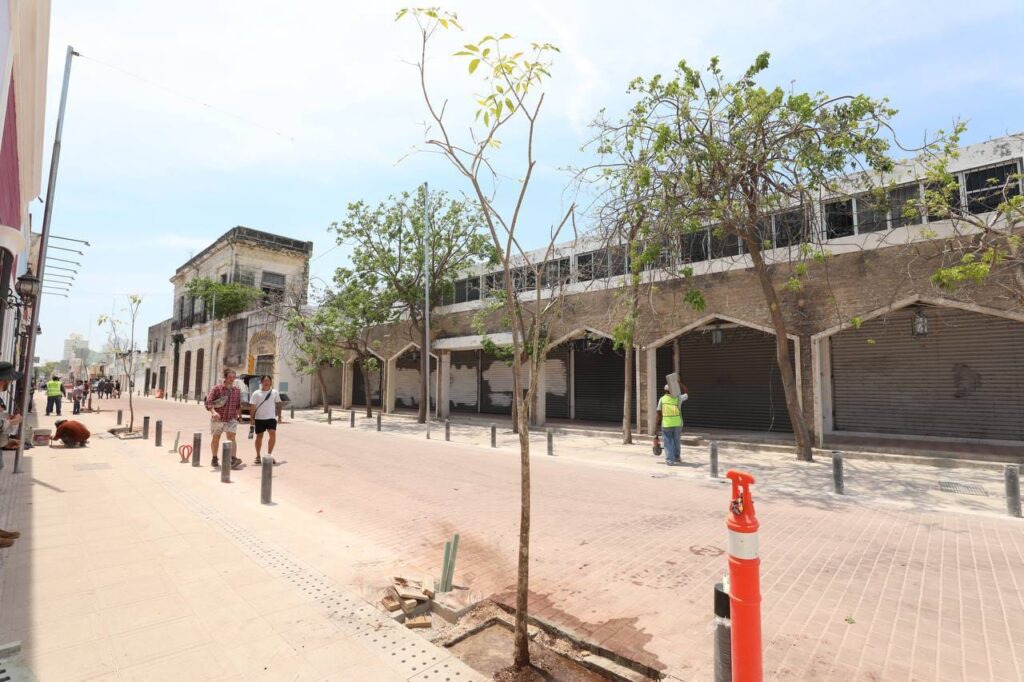 Gobierno del Estado comienza la plantación de árboles en el Corredor Turístico y Gastronómico en el Centro Histórico
