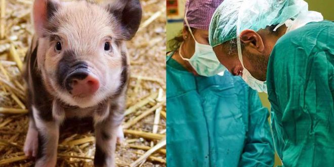 Paciente recibe riñón de un cerdo genéticamente modificado y ya produce orina