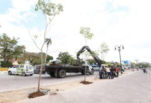 Continúa la plantación de maculís en el Corredor Turístico y Gastronómico