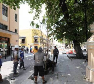 Avanza la plantación de árboles en el Corredor Turístico y Gastronómico en el Centro Histórico
