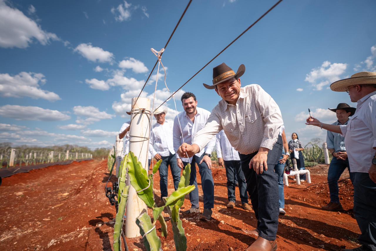 Pitahaya Valley posiciona a Yucatán como referente nacional en producción de pitahaya