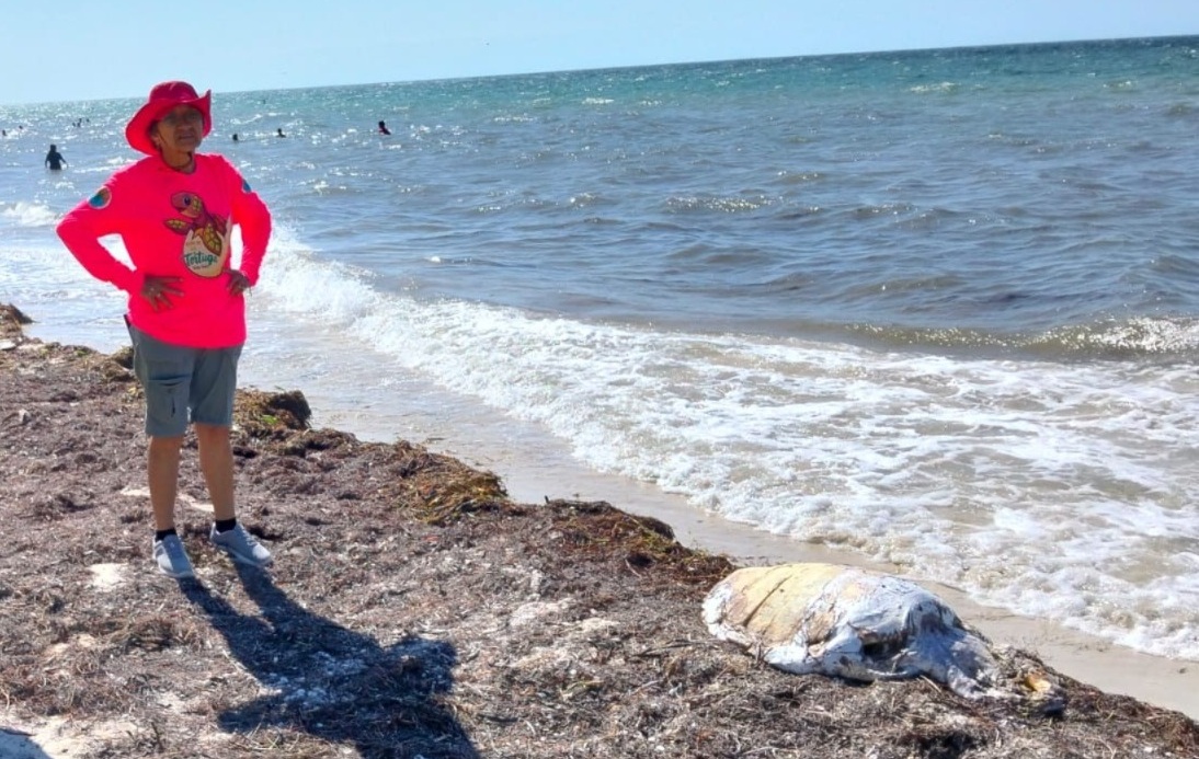 Hallan tortuga sin vida en playas de Telchac Puerto