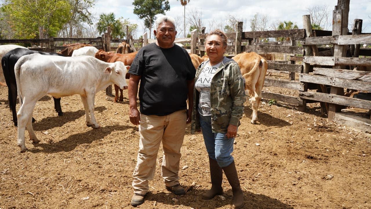 Renace la ganadería de Yucatán con el rescate de vientres