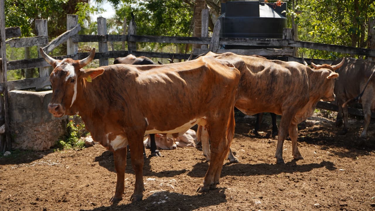 Yucatán avanza en repoblamiento ganadero con inseminación artificial