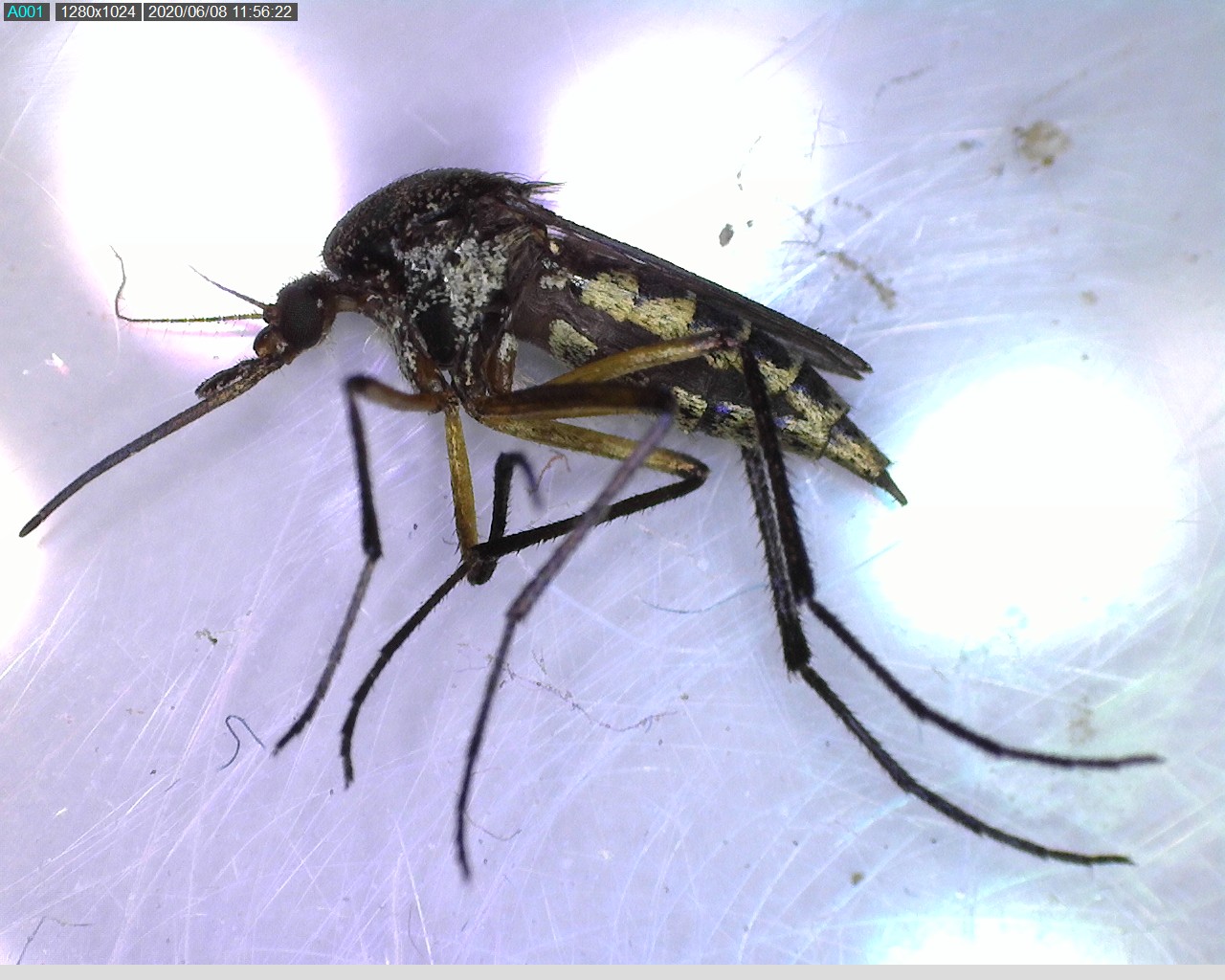 Llaman a identificar al mosquito transmisor y eliminar criaderos para prevenir dengue, zika y chikungunya