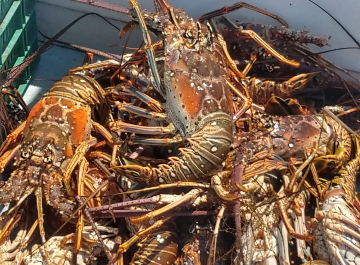 Inicia temporada de captura de langosta en Yucatán con llamado a la pesca responsable