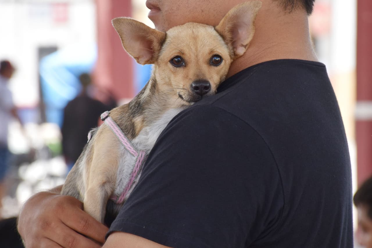 Yucatán mantiene cinco años sin rabia en perros y gatos; SSY llama a la tenencia responsable